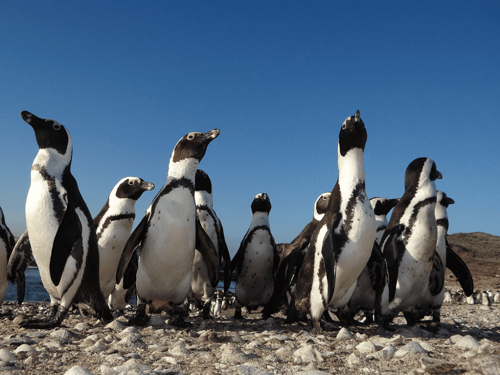 African penguins on Halifax Island near Lüderitz