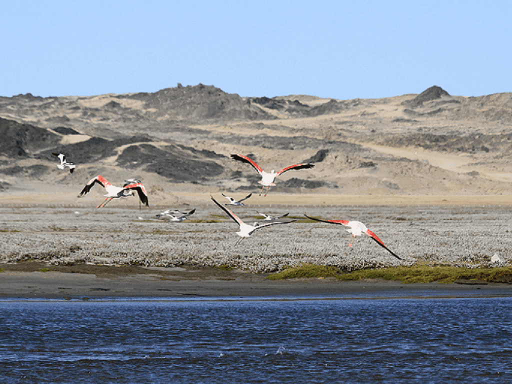 Flamingos on the Lüderitz peninsula